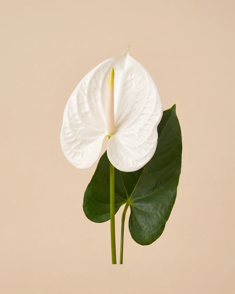 Un anthurium blanc seul, au spadice crème, sur sa longue tige, devant une grande feuille vert foncé.