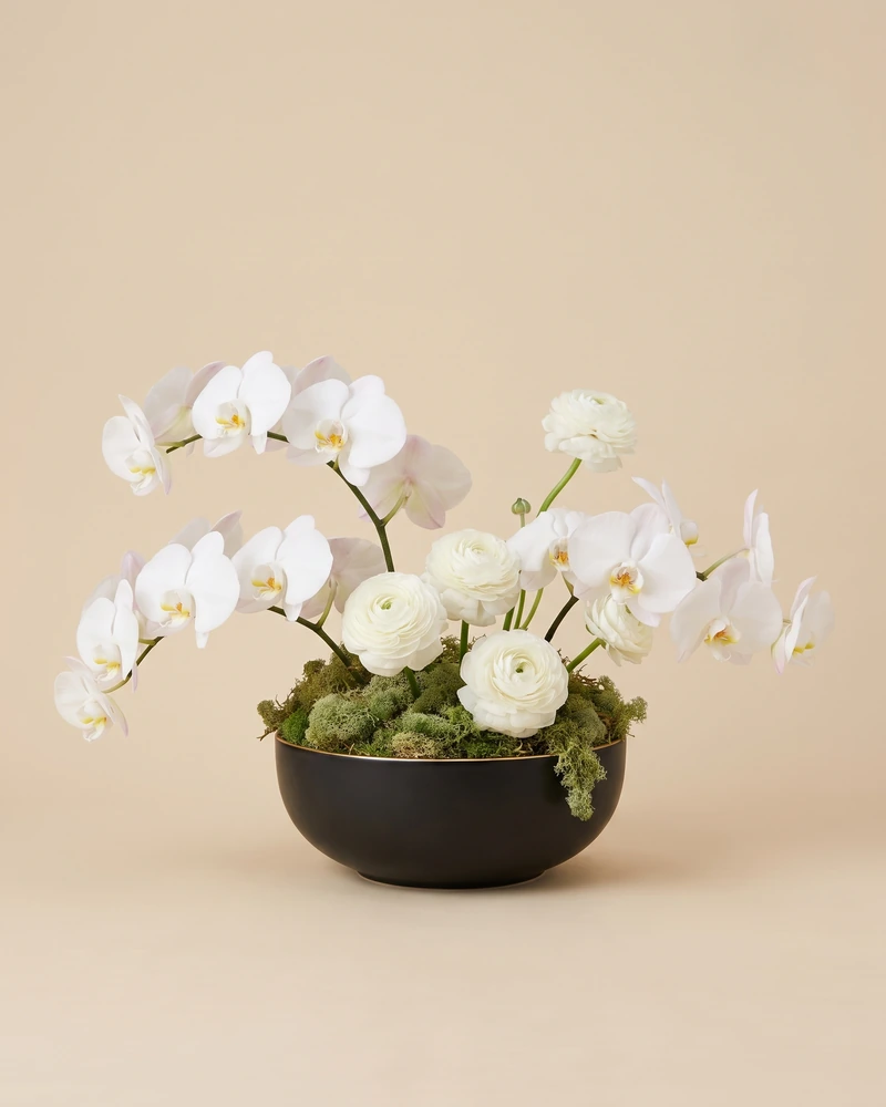 Composition basse d’orchidées phalaenopsis et de renoncules blanches sur un lit de mousse, dans une coupe noire mate cerclée d’un filet or.