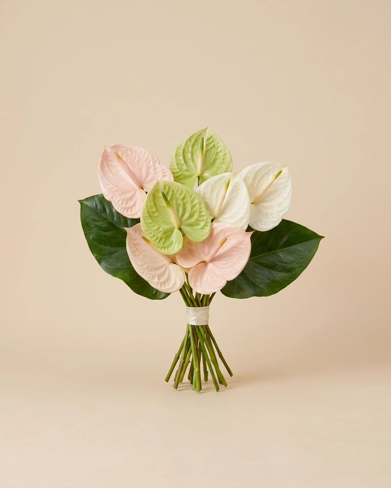 Bouquet compact d’anthuriums rose pâle, vert pistache et ivoire, avec deux grandes feuilles vert foncé et un ruban ivoire.